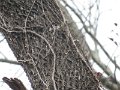 Brown Creeper by Kellye McDermott